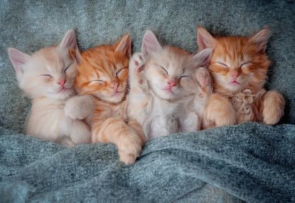 Пъзел Castorland 1000 ел. С - 105144-2 The Sweetest Kittens