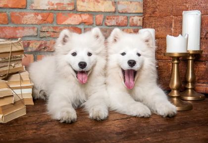 Пъзел Castorland 1000 ел. С - 105137-2 Samoyed Puppies Say Hello