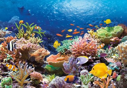 Пъзел Castorland 1000 ел.  С-101511-2 Coral Reef