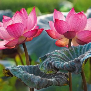 Cherry Pazzi Пъзел 500 ел Pink Lotus Flowers