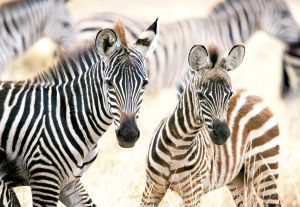 Пъзел Castorland 1000 ел. C-105021-2 Young Zebras