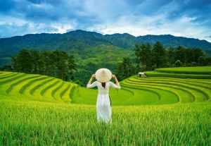 Пъзел Castorland 1000 ел. C-105052-2 Rice Fields in Vietnam