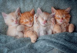 Пъзел Castorland 1000 ел. С - 105144-2 The Sweetest Kittens